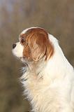 CAVALIER KING CHARLES 357